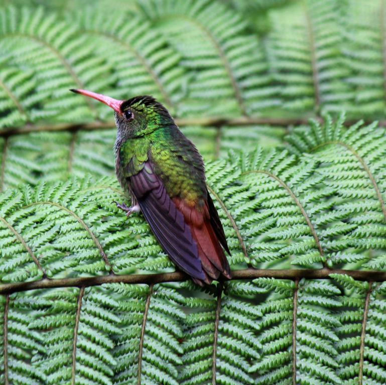 Saguamby Mindo Lodge Esterno foto